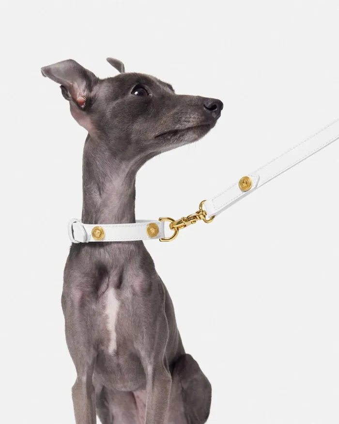 Icon Small Pet Leash White Home and Lifestyle Versace Pet Accessories